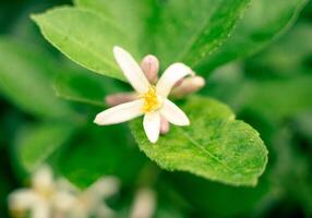 épanouissement citron vert fleurs et fruit les ovaires photo