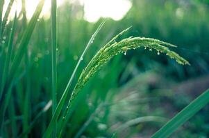 immature vert riz cette seulement ours fruit dans le Matin photo