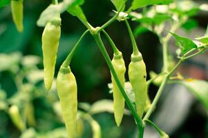 Frais vert piments sur le arbre photo