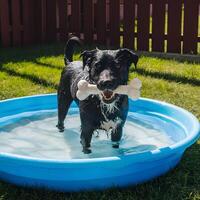 adorable humide chien en jouant avec jouet OS dans bleu gamin bassin en plein air pour social médias Publier Taille photo