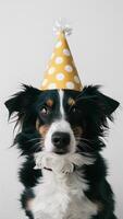 noir et blanc chien dans Jaune fête chapeau avec blanc polka points verticale mobile fond d'écran photo