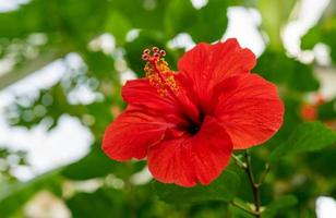 Fleur d'hibiscus rouge sur un arrière-plan flou photo