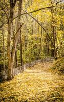 chemin dans la forêt d'automne photo