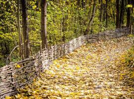 chemin dans la forêt d'automne photo