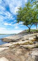 arbre sur le côte de Connecticut photo