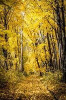 chemin dans la forêt d'automne photo