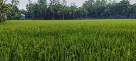 une riz champ de vert riz avec des arbres dans le arrière-plan, riz champ sur une nuageux jour, riz des champs sont une commun vue. vert riz champ photo