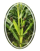 une blé champ avec une cercle cette dit maïs. une blé champ avec une image de une blé dans le milieu. une proche en haut de une blé plante avec une cercle autour il photo
