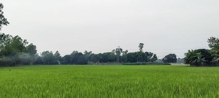 une riz champ de vert riz avec des arbres dans le arrière-plan, riz champ sur une nuageux jour, riz des champs sont une commun vue. vert riz champ photo