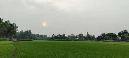 une riz champ avec une Soleil en hausse plus de il, une champ avec vert herbe et une Soleil brillant dans le distance photo