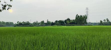 une riz champ de vert riz avec des arbres dans le arrière-plan, riz champ sur une nuageux jour, riz des champs sont une commun vue. vert riz champ photo