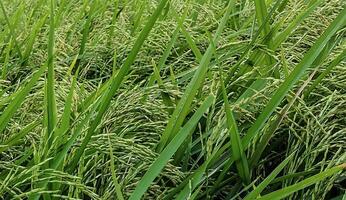 une proche en haut de une vert champ de riz, une proche en haut de une riz champ, une champ de vert riz avec grand herbe, riz champ dans Bangladesh, photo