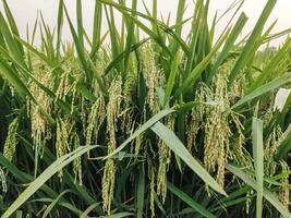 une proche en haut de une vert champ de riz, une proche en haut de une riz champ, une champ de vert riz avec grand herbe, riz champ dans Bangladesh, photo