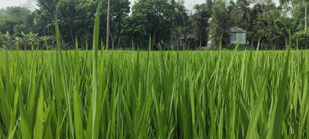 une riz champ de vert riz avec des arbres dans le arrière-plan, riz champ sur une nuageux jour, riz des champs sont une commun vue. vert riz champ photo