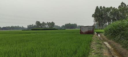 une riz champ de vert riz avec des arbres dans le arrière-plan, riz champ sur une nuageux jour, riz des champs sont une commun vue. vert riz champ photo