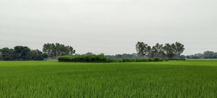 une riz champ de vert riz avec des arbres dans le arrière-plan, riz champ sur une nuageux jour, riz des champs sont une commun vue. vert riz champ photo