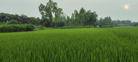 une riz champ de vert riz avec des arbres dans le arrière-plan, riz champ sur une nuageux jour, riz des champs sont une commun vue. vert riz champ photo