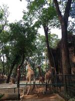 Trois girafes dans une cage photo