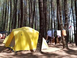 camping tente dans le forêt. une Jaune tente dans le les bois. camping dans le Montagne pin les forêts de merbabu nationale parc, central Java, Indonésie. photo