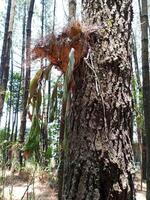 corne de cerf fougère grandit sur pin des arbres. platycérium bifurqué, commun corne de cerf fougère, corne d'élan fougère, platycérium alcicorne. à base de plantes médicinal les plantes photo