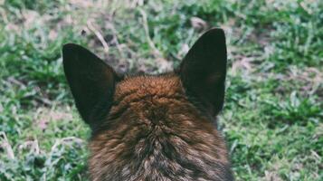 vue à le chien oreilles photo