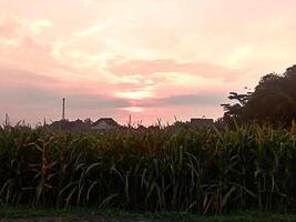 vue de le étendue de sucre canne les plantes photo