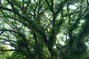 branche de vieil arbre, grand arbre aux feuilles vertes, bel arbre pour le fond et le papier peint photo