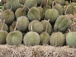 toile de fond, durian mis sur une pile de paille. photo
