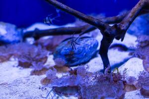 une Marin aquarium avec des poissons et coraux photo