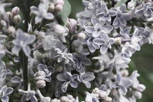 gros plan d'un tas de branches de lilas avec de beaux pétales frais photo