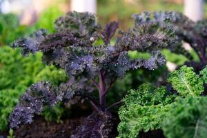 des légumes dans biologique fermes vert feuille salade. des légumes grandir dans le jardin. en bonne santé biologique nourriture concept. photo