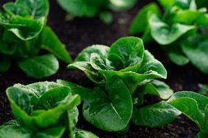 une bouquet de vert salade les plantes sont croissance dans une jardin. le les plantes sont petit et feuillu, avec certains de leur apparaissant à être tombant photo