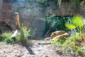 femelle lion, lionne sur le sol photo