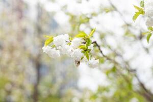 blanc épanouissement fleurs sur arbre branche dans printemps photo