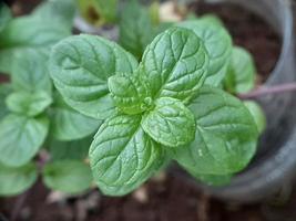 gros plan de la feuille de menthe photo