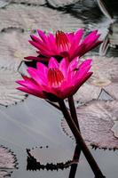nymphaea pubescens, également connu sous le nom de lotus ou nénuphar ou teratai. fleur rose rouge vit dans l'eau. belle fleur épanouie flottant sur l'étang. photo