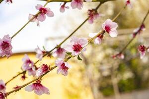 pêche fleurs dans printemps photo