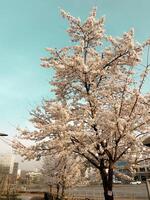 plein Floraison Cerise fleur arbre dans Urbain réglage pendant printemps photo