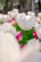 Contexte de beaucoup blanc tulipes. floral Contexte de une tapis de blanc tulipes. photo