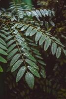 branches avec feuilles de des arbres dans le pluie forêt, sur lequel mensonge beaucoup gouttes de pluie brillant argent. fabuleux branches de exotique des arbres avec gouttes de pluie sur eux. photo