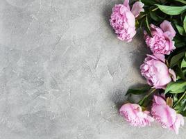 belles fleurs de pivoine rose