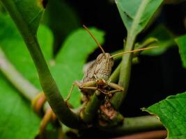 proche en haut de sauterelle sur le plante photo