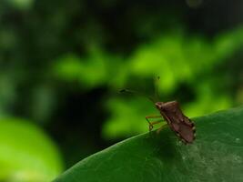 proche en haut de pentatomoïde sur le plante feuille photo