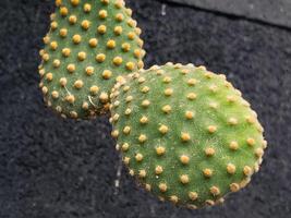 proche en haut de cactus plante photo