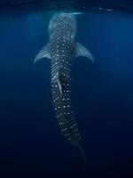 baleine requin dans transparent océan. géant requin nager sous-marin photo