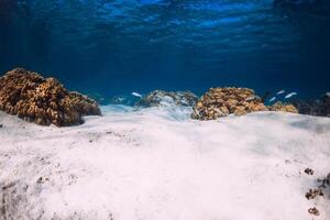 tropical océan avec blanc le sable et coraux sous-marin photo