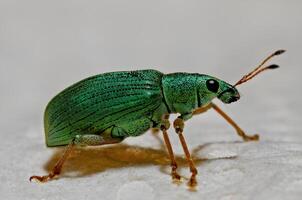 une vert noir et marron insecte est en marchant photo