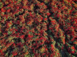 épanouissement coquelicot champ de drone voir. rouge fleurs dans Extérieur photo