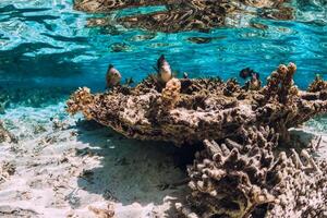 sous-marin scène avec coraux et poisson dans tropical mer photo