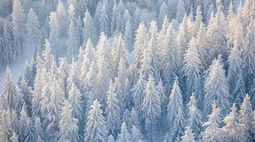 gelé à feuilles persistantes forêt avec couvert de neige des arbres sur une en pente paysage photo